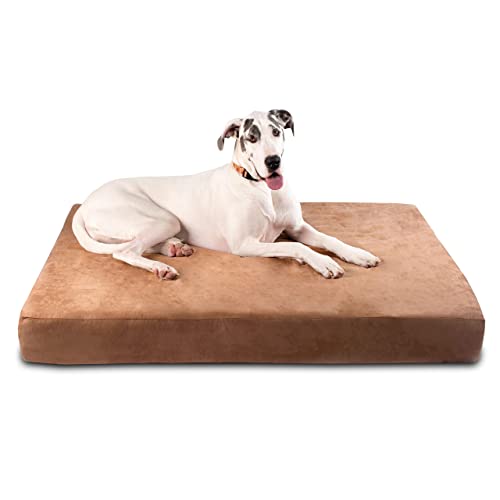 What Kind of Dog Bed Should I Buy?