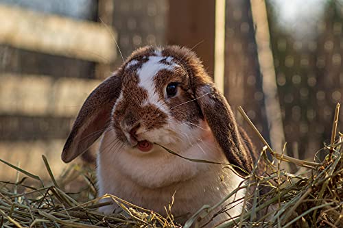 Bedding Straw - Blue Mountain Hay