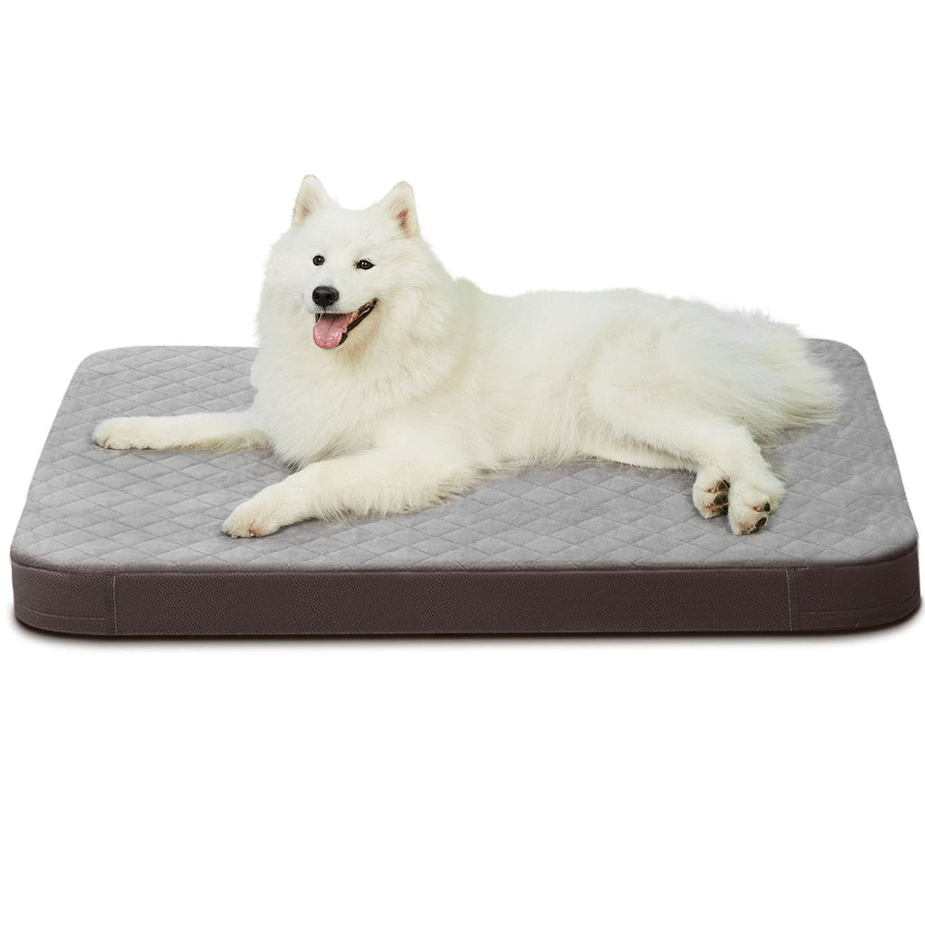 What Kind of Dog Bed Should I Buy?