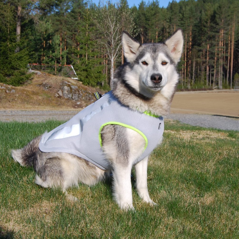 Dog on sale cooling jacket