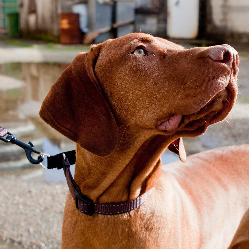 Ezydog hotsell martingale collar