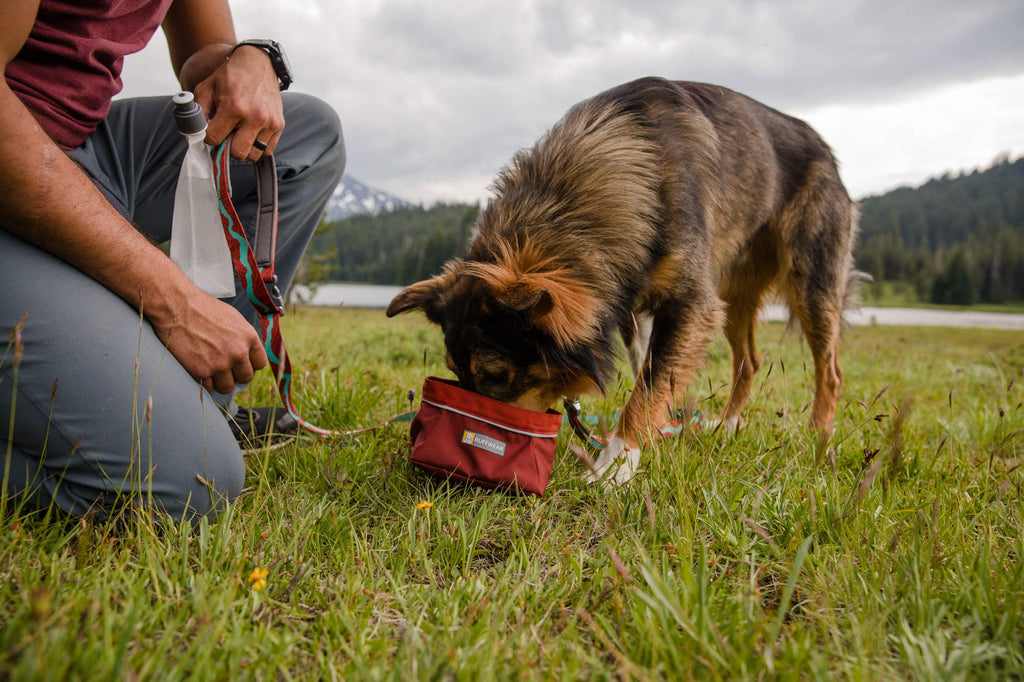 Ruffwear quencher store