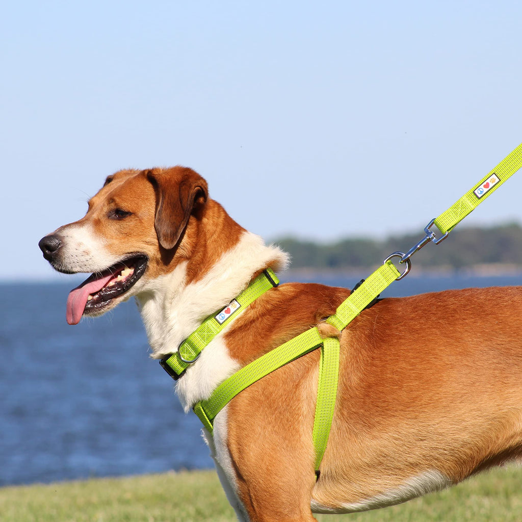 Pawtitas reflective best sale padded dog harness