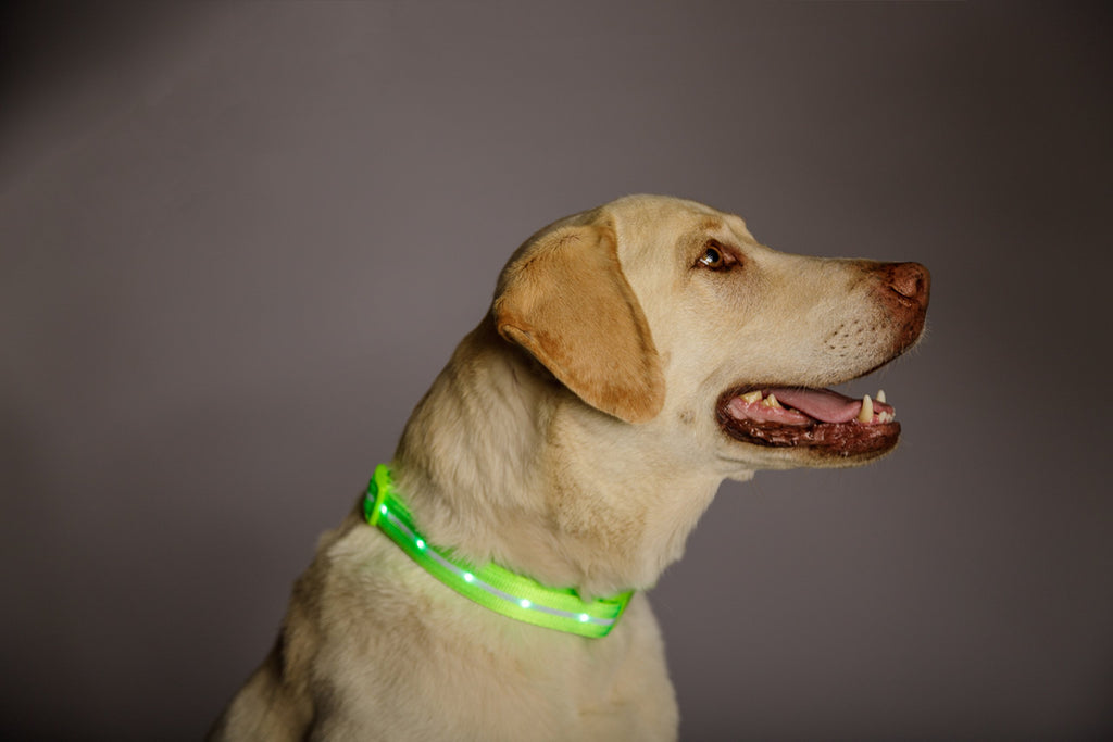 Blazin safety led dog cheap collar