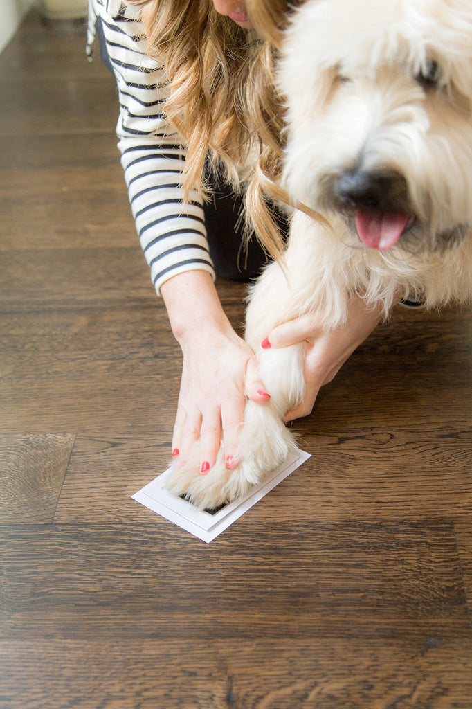 Pet Paw Print Clean Touch Ink Pad and Imprint Cards, Perfect for Cats or  Dogs, Black